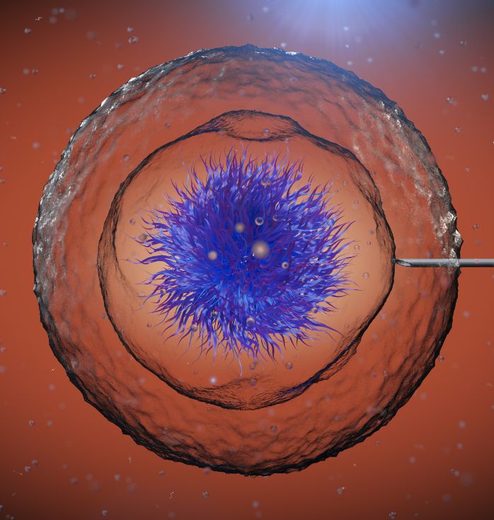 stem cell treatment for infertility