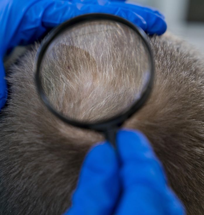 stem cell gray hair treatment