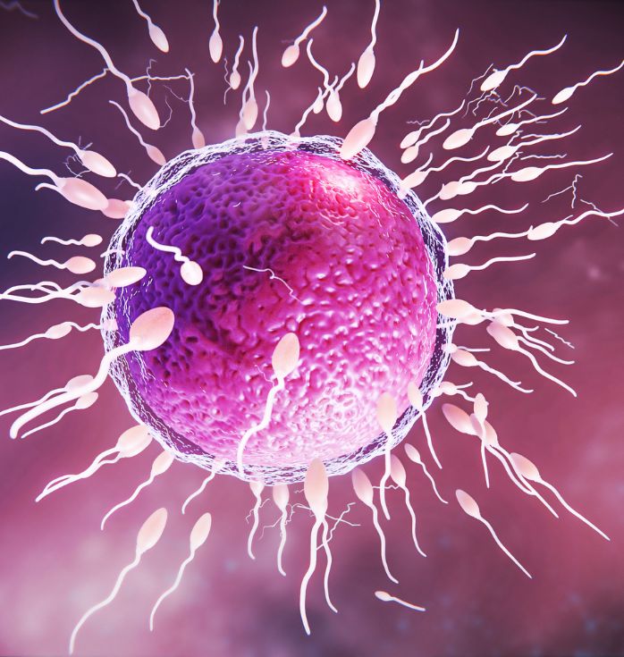 Stem Cell Treatment for Female Infertility