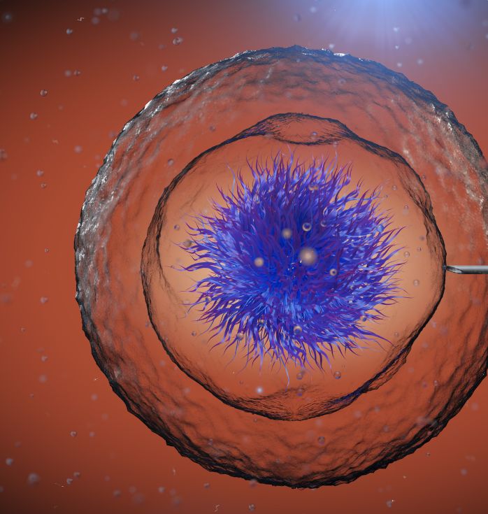 Stem Cell Treatment for Female Infertility