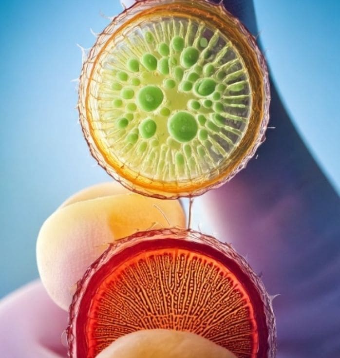 placenta stem cell treatment